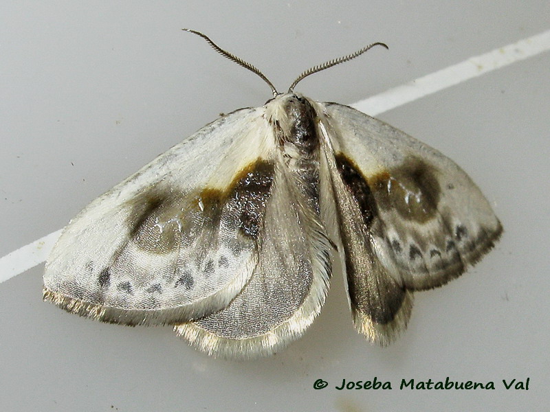 Cilix glaucata - Drepanidae